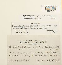 Hygroamblystegium fluviatile image