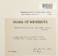 Hygroamblystegium fluviatile image