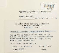 Hygroamblystegium fluviatile image