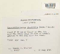 Hygroamblystegium fluviatile image