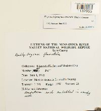 Hygroamblystegium fluviatile image