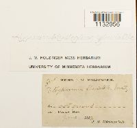 Hygroamblystegium fluviatile image