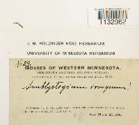 Media resource of Hygroamblystegium tenax