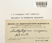 Hygroamblystegium tenax image