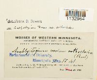 Hygroamblystegium tenax image