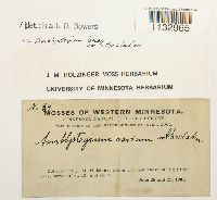 Hygroamblystegium tenax image