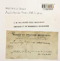 Hygroamblystegium tenax image