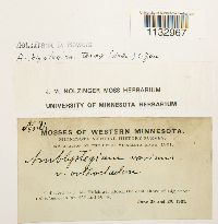 Hygroamblystegium tenax image