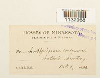 Hygroamblystegium tenax image