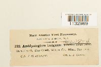 Hygroamblystegium tenax image