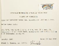 Hygroamblystegium tenax image