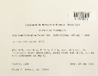 Hygroamblystegium tenax image