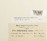 Hygroamblystegium tenax image