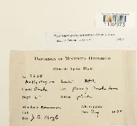 Hygroamblystegium tenax image