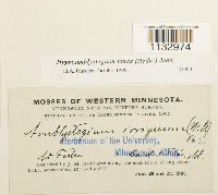 Hygroamblystegium tenax image