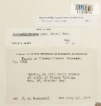 Hygroamblystegium tenax image