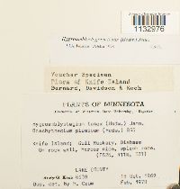 Hygroamblystegium tenax image