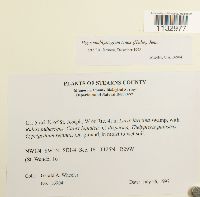 Hygroamblystegium tenax image