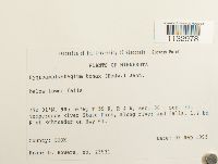 Hygroamblystegium tenax image