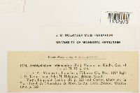 Hygroamblystegium tenax image