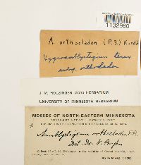 Hygroamblystegium tenax image