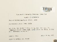 Hygroamblystegium tenax image