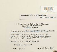 Hygroamblystegium tenax image