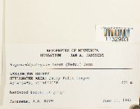 Hygroamblystegium tenax image