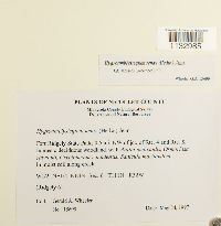 Hygroamblystegium tenax image