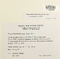 Hygroamblystegium tenax image