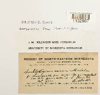 Hygroamblystegium tenax image