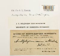 Hygroamblystegium tenax image