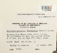 Hygroamblystegium tenax image