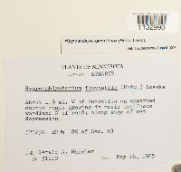 Hygroamblystegium tenax image