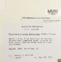 Hygroamblystegium tenax image