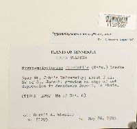 Hygroamblystegium tenax image