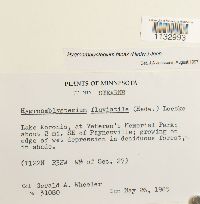 Hygroamblystegium tenax image