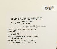 Hygroamblystegium tenax image