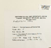 Hygroamblystegium tenax image