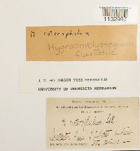 Hygroamblystegium fluviatile image