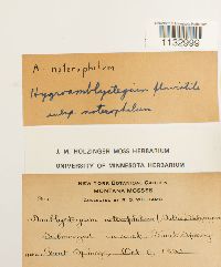 Hygroamblystegium fluviatile image