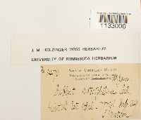 Hygroamblystegium fluviatile image