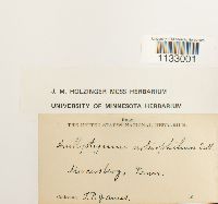 Hygroamblystegium fluviatile image