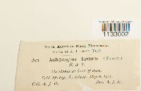 Hygroamblystegium fluviatile image