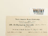 Hygroamblystegium fluviatile image