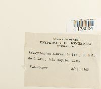 Hygroamblystegium fluviatile image