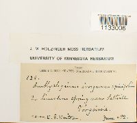 Hygroamblystegium fluviatile image