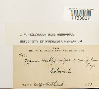 Hygroamblystegium fluviatile image