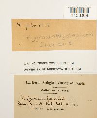 Hygroamblystegium fluviatile image