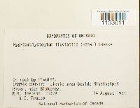 Hygroamblystegium fluviatile image